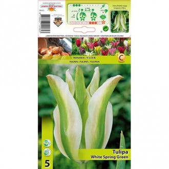 Tulipan Viridiflora White Spring Green interface.image 1