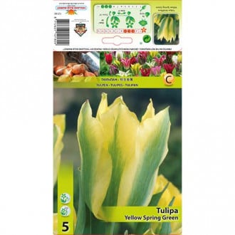 Tulipan Viridiflora Yellow Spring Green interface.image 3