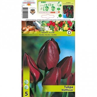 Tulipan Wallflower interface.image 2
