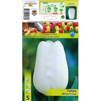 Tulipan White Prince interface.image 3