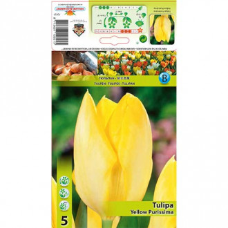 Tulipan Fostera Yellow Purissima interface.image 4