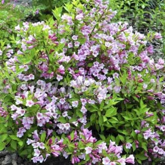 Weigela (Krzewuszka cudowna) Tango interface.image 8