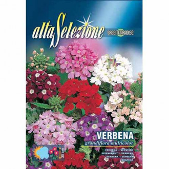 Werbena ogrodowa, mieszanka kolorów Morami interface.image 9