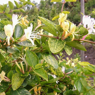 Wiciokrzew Variegata interface.image 3