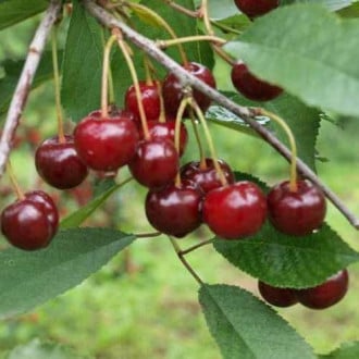 Wiśnia Kelleris interface.image 8