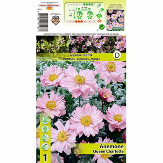 Zawilec japoński (Anemone japonica) Queen Charlotte interface.image 2