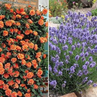 Super oferta! Zestaw Aromatyczna para, róża i lawenda interface.image 3