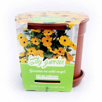 Zestaw do uprawy - Tunbergia oskrzydlona zdjęcie 9 Zestaw do uprawy - Tunbergia oskrzydlona interface.image 9