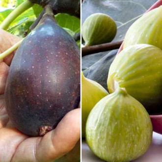 Super oferta! Zestaw Figowców, 2 sadzonki interface.image 1