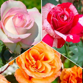 Zestaw róż wielkokwiatowych o ciepłych odcieniach, 3 sadzonki interface.image 6
