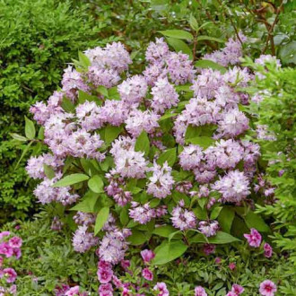 Żylistek zaróżowiony Kalmiiflora interface.image 6
