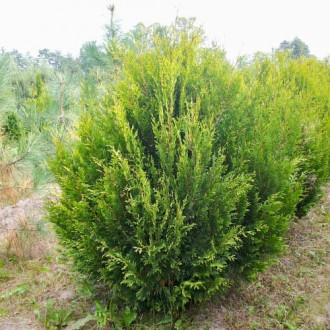 Żywotnik zachodni (Thuja) Kórnik interface.image 5