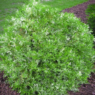 Żywotnikowiec japoński Variegata zdjęcie 13 Żywotnikowiec japoński Variegata interface.image 13