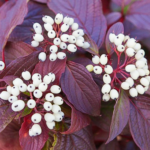 Dereń biały Siberian Pearls interface.image 1 interface.art 4114