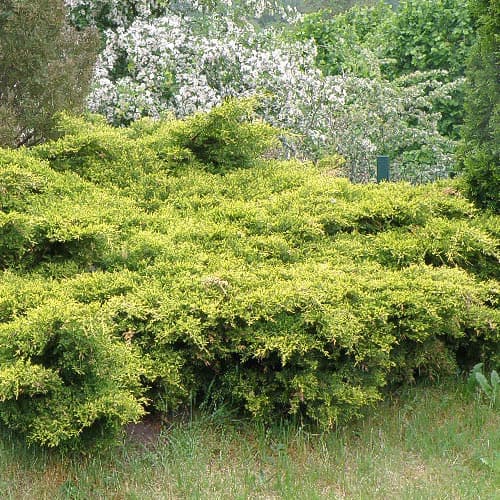 Jalowiec King Of Spring interface.image 1 interface.art 4961