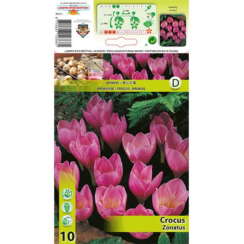 Krokus Zonatus interface.image 1 interface.art 67345