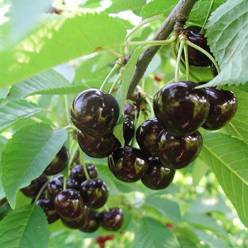 Czereśnia Narana interface.art zdjęcie 1 Czereśnia Narana interface.image 1 interface.art 4869