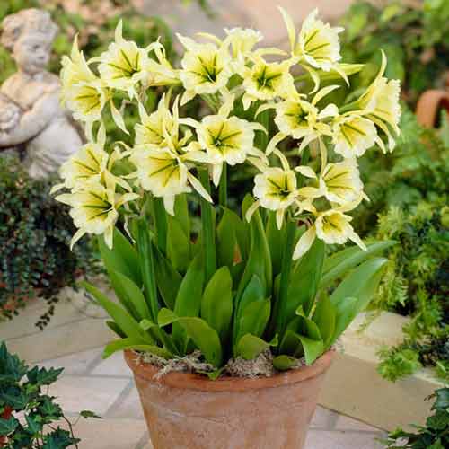 Ismena (Błonczatka) Sulphur Queen interface.image 1 interface.art 67018