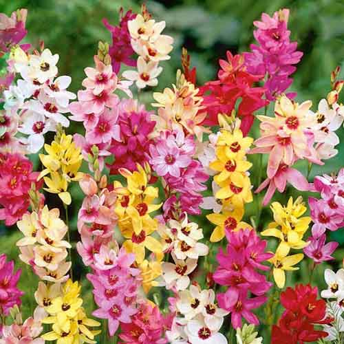 Tani pakiet! Iksja, mix kolorów interface.image 1 interface.art 68382