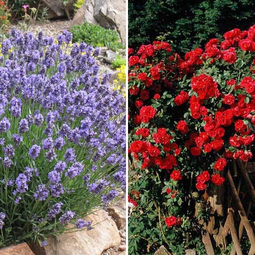 Super oferta! Zestaw róża i lawenda interface.image 1 interface.art 4650