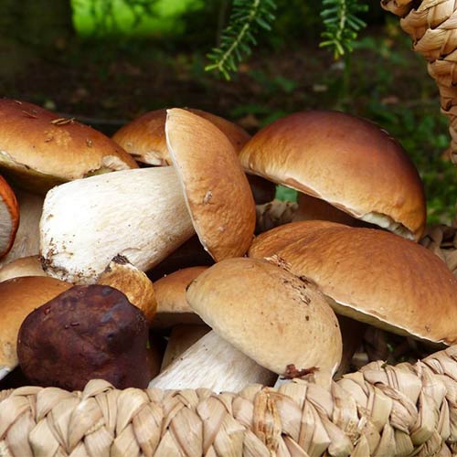 Borowik Królewski (Szlachetny) interface.image 1 interface.art 9725