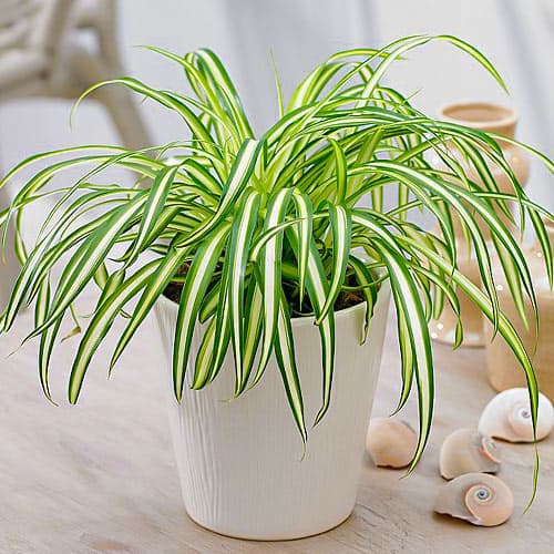 Trzęślica modra Moorhexe interface.image 1 interface.art 4772