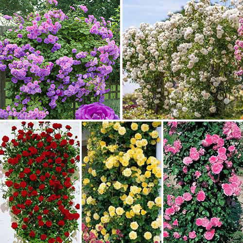 Super oferta! Zestaw róż pnących Top Garden, 5 sadzonek interface.image 1 interface.art 3697