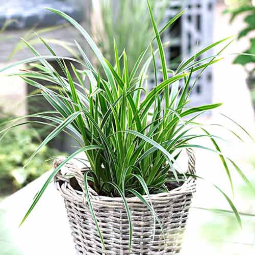 Turzyca Morrowa Ice Dance interface.image 1 interface.art 9539