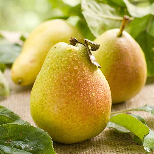 Grusza Williams, С2 interface.image 1 interface.art 7938