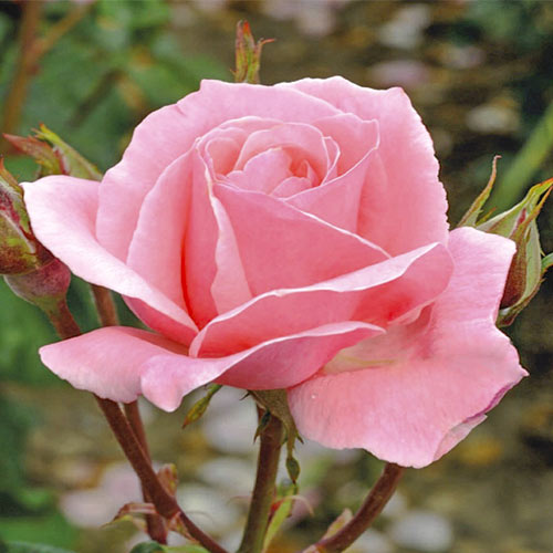 Róża wielkokwiatowa Poesia interface.image 1 interface.art 3671