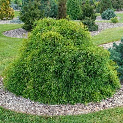 Cyprysik groszkowy Filifera Nana interface.image 1 interface.art 9403