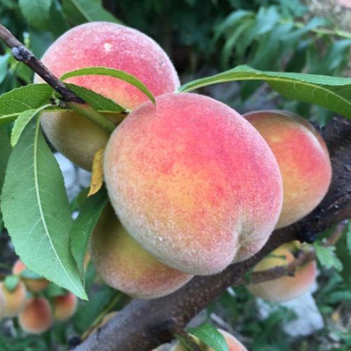 Brzoskwinia Haly Gali, С2 interface.image 1 interface.art 7992