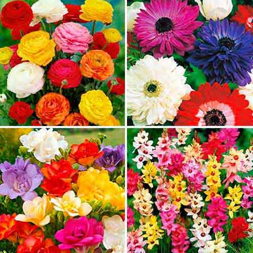 Super oferta! Zestaw Zawilec (anemone) St. Brigid, Frezja Double, Iksja, Jaskier, mix kolorów interface.image 1 interface.art 67046