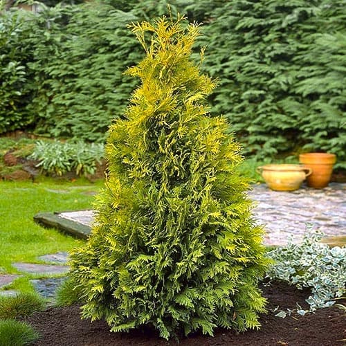 Żywotnik zachodni (Thuja) Yellow Ribbon interface.art zdjęcie 1 Żywotnik zachodni (Thuja) Yellow Ribbon interface.image 1 interface.art 4682