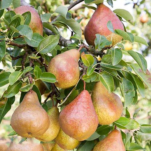 Grusza Krystalia interface.art zdjęcie 1 Grusza Krystalia interface.image 1 interface.art 7951