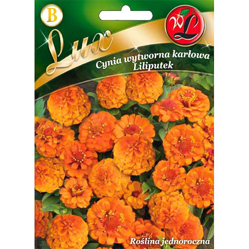 Cynia wytworna karłowa Liliputek pomarańczowa interface.image 1 interface.art 78664