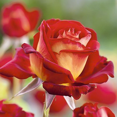 Róża wielkokwiatowa Bicolette, root ball interface.image 2 interface.art 2106