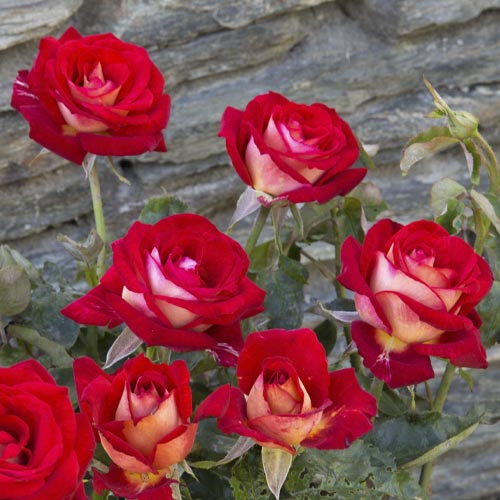 Róża wielkokwiatowa Bicolette, root ball interface.image 3 interface.art 2106