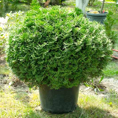 Żywotnik zachodni (Thuja) Tiny Tim interface.image 1 interface.art 4520