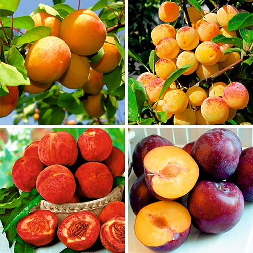 Super  Oferta!  Zestaw drzewek 4 sadzonki interface.image 1 interface.art 8620