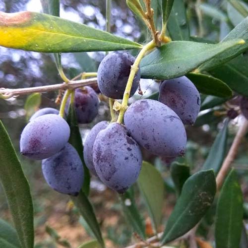 Drzewo oliwne (Oliwka) Koroneiki interface.image 1 interface.art 4289