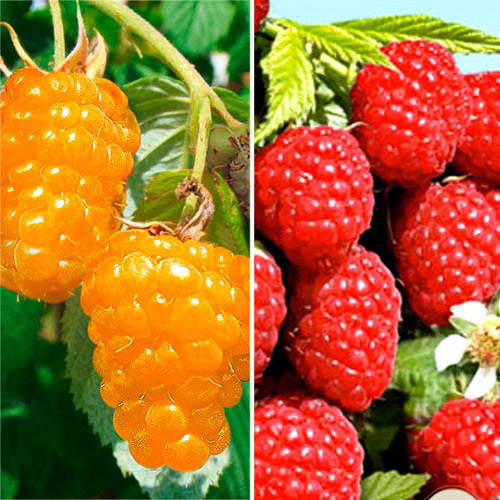 Super  Oferta!   Zestaw maliny 6 sadzonek interface.image 1 interface.art 4954