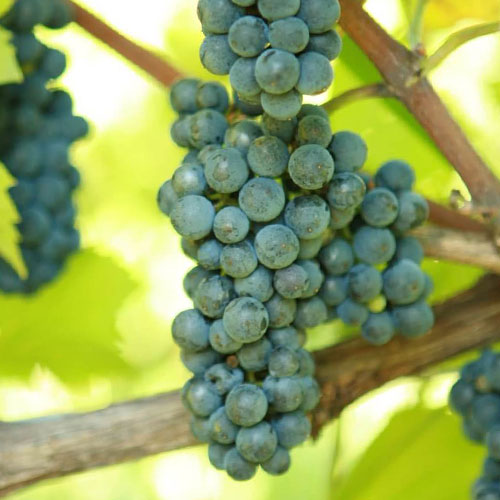 Winorośl Leon Millot interface.image 1 interface.art 6970