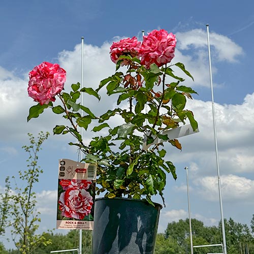 Róża wielkokwiatowa Rock & Roll®, C5 interface.image 2 interface.art 5699