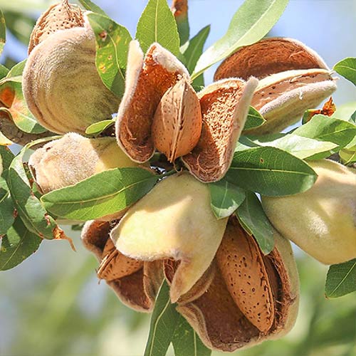 Migdałowiec Ferragnes interface.image 1 interface.art 7949