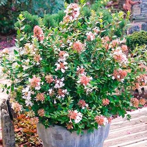 Abelia Autumn Festival interface.image 1 interface.art 5580