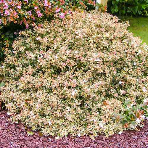 Abelia wielkokwiatowa Confetti interface.image 1 interface.art 4402