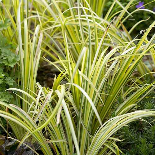 Tatarak trawiasty Ogon interface.image 1 interface.art 01303