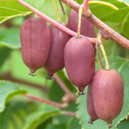 Mini-kiwi (actinidia) Hard Red interface.image 1 interface.art 8302