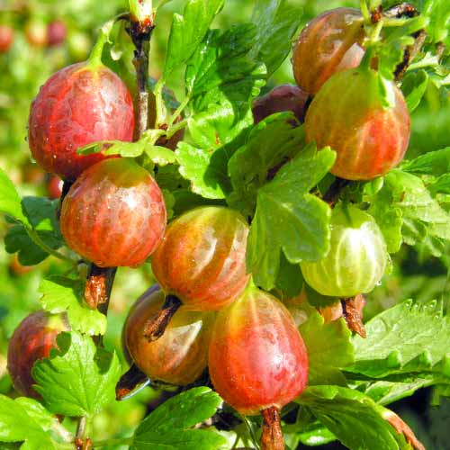 Agrest Achilles interface.image 1 interface.art 5830